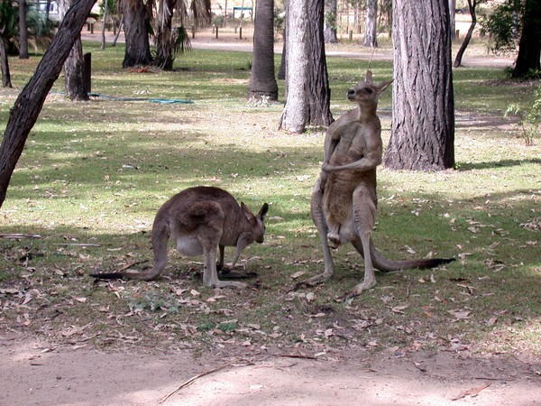 Kangaroos